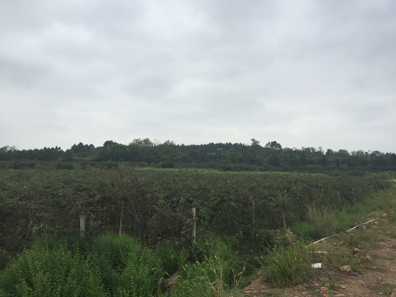 南京傅藍(lán)食品有限公司種植基地