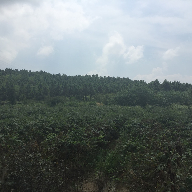 南京傅藍(lán)食品有限公司種植基地