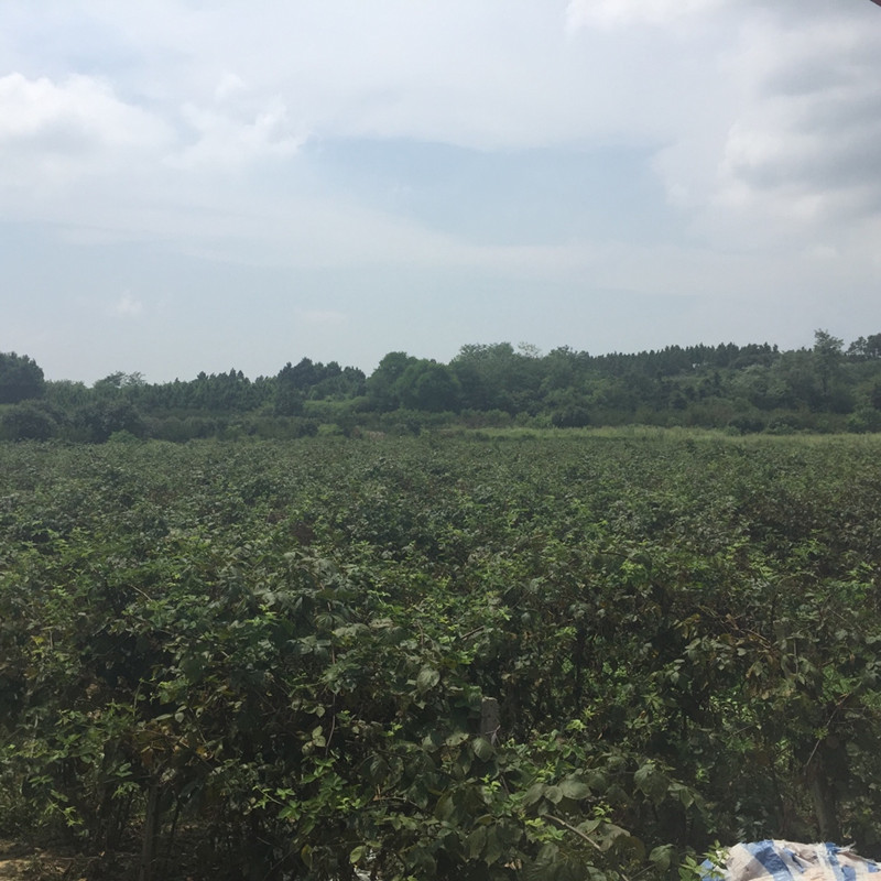 南京傅藍(lán)食品有限公司種植基地