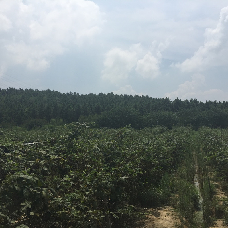南京傅藍(lán)食品有限公司種植基地